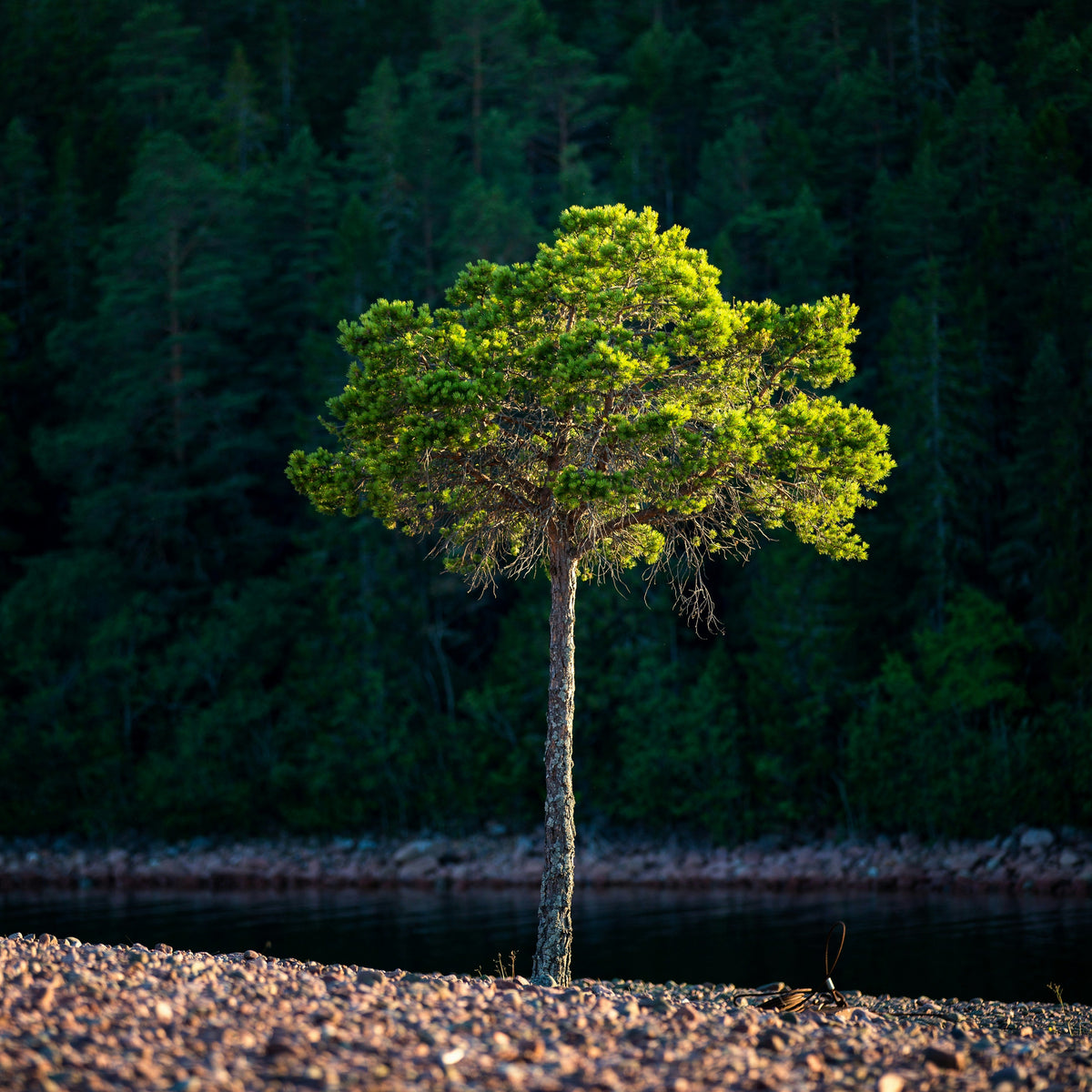 Young trees growing at a reforestation project